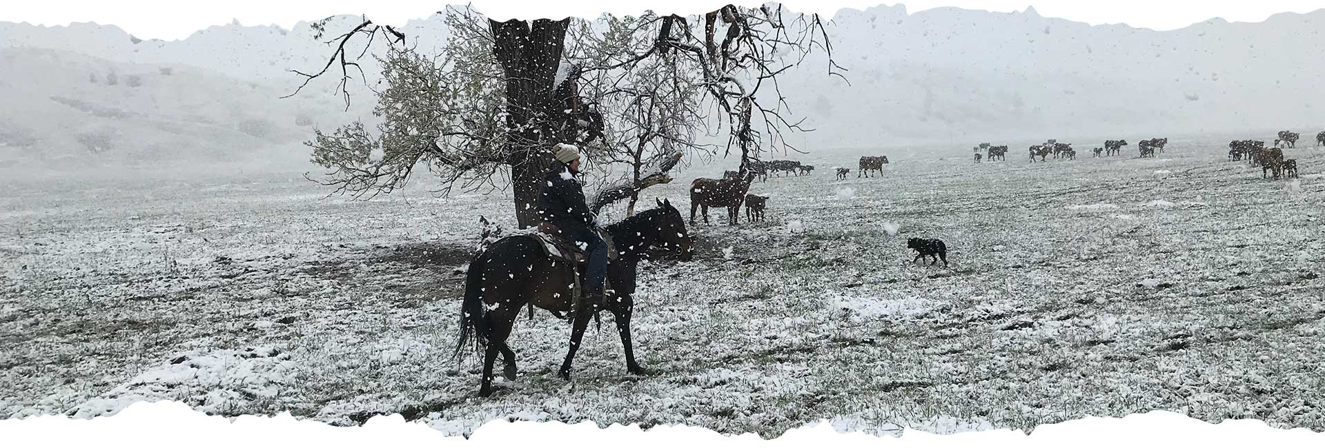 Ranchland Technologies